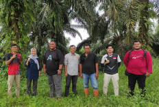 Harga Sawit Tinggi, Sempat Pengaruhi Program Replanting