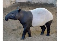  Tapir Si Pemakan Buah Berhidung Belalai