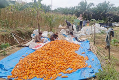 Kadis Pertanian Mukomuko Serahkan Penjualan Jagung ke Petani, yang Penting Tidak Merugi
