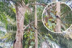 Kabel Listrik Hanya Ditopang Pohon Mengancam Keselamatan Warga