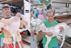 Warga Tanjung Medan Kembangkan Kambing Program Ketahanan Pangan 