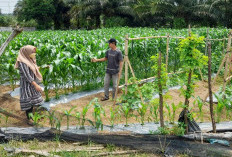 Kades Tak Buru-baru Tanam Jagung 