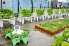 Hidroponik di Atas Gedung, Kisah Inspiratif Bapak Ahmad Syamsudin Menjadi  Rujukan Kebun Masa Depan