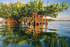 Benteng Alam Nusantara, Mengungkap Segudang Manfaat Hutan Mangrove