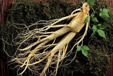 Ginseng: Akar Kehidupan dengan Kekuatan yang Melegenda