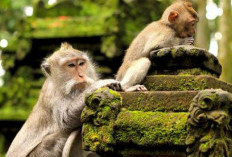 Monkey Forest Ubud Suaka Monyet di Ubud yang Memungkinkan Anda Berinteraksi dengan Monyet-Monyet Lokal