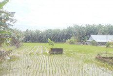 Alih Fungsi Lahan Sawah Ke Sawit Menjamur 