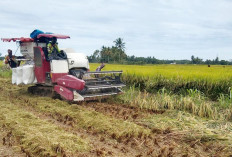 Curah Hujan Tinggi, Panen Padi Terhambat