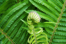 Mengenal Jenis Tanaman Paku yang Aman Dikonsumsi