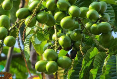 Matoa, Si Mutiara Papua yang Kaya Manfaat dan Prospek Bisnis