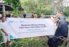 PT Bank Syariah Indonesia Tbk Salurkan 9.390 Hewan Qurban, Kanca Mukomuko Kebagian 1 Ekor Sapi