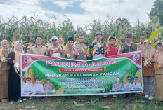 Jagung Ketahanan Pangan Desa Lubuk Pinang Dipanen