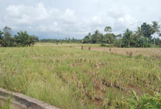 Selama Pengeringan Irigasi, Mayoritas Sawah di Lubuk Gedang Semak Belukar