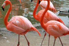 Flamingo, Si Pink Menawan yang Menaklukkan Dunia