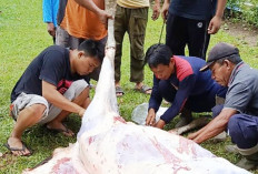 Idul Adha 2025, PT DDP Sembelih 10 Ekor Hewan Kurban