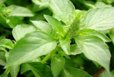 Si Hijau Aromatik, Mengungkap Segudang Manfaat Daun Kemangi untuk Kesehatan