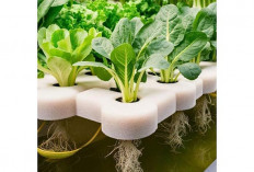 Menuju Ketahanan Pangan di Lahan Sempit, Bertani Aquaponics untuk Kebun Impian