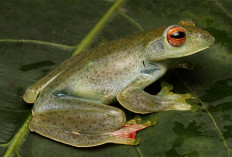 Mengenal Katak Pohon Farits Alhadi, Spesies Baru dari Keluarga Amfibi