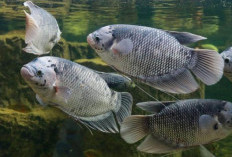 Gurame Lebih dari Sekadar Ikan, Sebuah Kanvas Kuliner