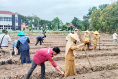 Larangan Tanam Jagung di Lahan Sawah Belum Berlaku Tahun Ini 