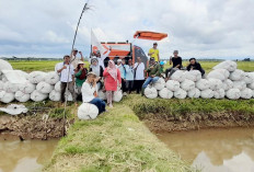 Pemda Mukomuko Dorong Produksi Padi Organik untuk Pertanian Berkelanjutan