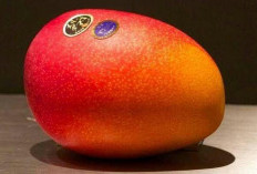 Taiyo No Tamago Mango: 