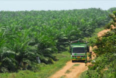 Tantangan Urbanisasi: Apa Dampaknya terhadap Luasan dan Produktivitas Kebun Sawit?