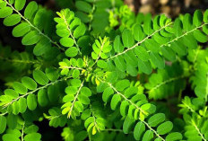 Daun Meniran Benteng Imun Tubuh