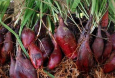 Bawang Dayak, Harta Karun Kalimantan untuk Kesehatan