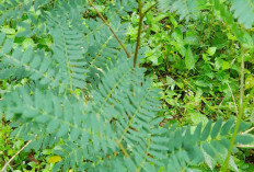 Cara Mudah Membuat Pupuk Berbahan Daun Lamtoro 