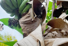 Banyak yang Belum Tahu, Ternyata Klaras Daun Pisang Memiliki Banyak Manfaat 