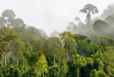 Wow! Kejaksaan Agung Sita 1 Juta Ha Hutan