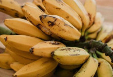 Kenali Risikonya: 9 Kelompok Orang yang Sebaiknya Tidak Makan Pisang