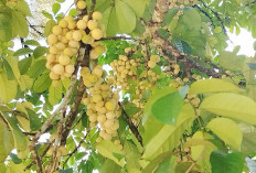 Manis Alami Duku Komering yang Sulit Tertandingi Iko Penjelasanyo