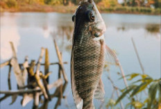 Petualangan Seru di Sungai: Rahasia Mancing yang Unik dan Menarik!