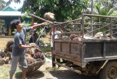 Disprindagkop Bakal Tera Ulang Timbangan Tauke Sawit