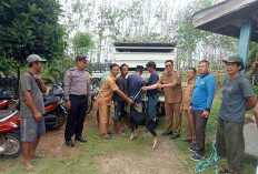 Manunggal Jaya Kembangkan Ternak Kambing Program Ketahanan Pangan 