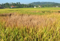 Tradisi Unik  Agar Sawah Kemali Subur Setelah Gagal Panen Dan Diserang Hama, Ruwat Bumi Dan Ngalawi