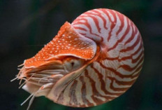  Nautilus, Si Cangkang Indah Berusia Purba