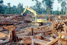 Kemenhut Perketat Pengawasan Kayu di Wilayah Banjir Sumatera 