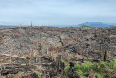 Pemilik Kebun Sawit di Lanskap Seblat Didominasi Politisi dan Mantan Pejabat 