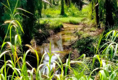 Anak Sungai Perekan Diduga Tercemar Limbah PT GSS