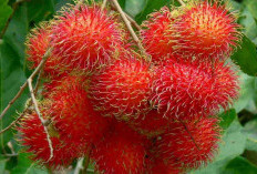 Wajib Kamu Ketahui, 10 Manfaat Buah Rambutan Untuk Kesehatan