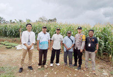 Jagung Program Sadesahe Sumber Sari Siap Panen, Pemerintah Desa Optimistis Hasil Maksimal