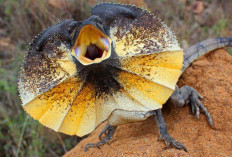 Naga Berjumbai Mengenal Frilled Dragon, Kadal Unik dari Australia