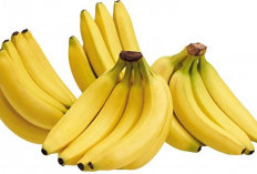 Jenis-Jenis Pisang dan Keunggulannya: Cavendish, Raja, Ambon, dan Lainnya!