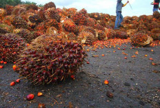 Emas Hijau Nusantara, Peran Vital Sawit dalam Perekonomian Indonesia
