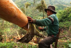 Termahal di Dunia, Budidaya dan Pengolahan Kulit Kayu Manis Modern