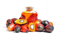 Lebih dari Sekadar Minyak, Eksplorasi Manfaat Kelapa Sawit di Berbagai Sektor