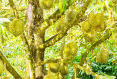 Cara Mengatasi Buah Durian Dari Serangan Ulat Secara Alami, Lakukan 3 Hal Ini